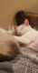 Siamese/Tabby Cats for sale in Roseville, CA 95678, USA. price: NA