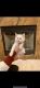 Siamese/Tabby Cats for sale in Portland, OR, USA. price: NA