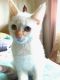 Siamese/Tabby Cats for sale in Sacramento, CA, USA. price: $350