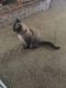 Siamese/Tabby Cats for sale in Bakersfield, CA, USA. price: $40