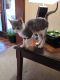 Siamese/Tabby Cats for sale in Stillwater, OK, USA. price: NA
