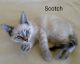 Siamese/Tabby Cats for sale in Gladwin County, MI, USA. price: $350