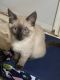 Siamese/Tabby Cats for sale in Walnut, CA, USA. price: NA