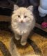 Siberian Cats for sale in Beloit, WI 53511, USA. price: $200