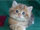 Siberian Cats for sale in Chicago, IL 60614, USA. price: $699