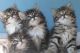 Siberian Cats for sale in Flowery Branch, GA 30542, USA. price: NA