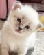 Siberian Cats for sale in Nampa, ID, USA. price: $3,000