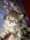 Siberian Cats for sale in Morristown, NJ 07960, USA. price: $2,000