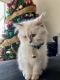 Siberian Cats for sale in Upland, CA, USA. price: $2,000