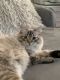Siberian Cats for sale in Yarmouth, MA, USA. price: NA