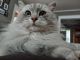 Siberian Cats for sale in Duluth, MN, USA. price: $700