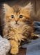 Siberian Cats for sale in Seattle, WA, USA. price: NA