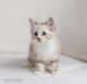 Siberian Cats for sale in Uxbridge, MA, USA. price: NA
