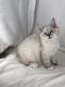 Siberian Cats for sale in North Port, FL, USA. price: $1,800
