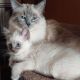 Siberian Cats for sale in North Port, FL, USA. price: $360