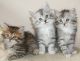 Siberian Cats for sale in S Carolina St, Avon Park, FL 33825, USA. price: $260