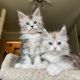 Siberian Cats for sale in SC-544, Myrtle Beach, SC, USA. price: $250