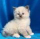 Siberian Cats for sale in Tennessee City, TN 37055, USA. price: $260