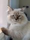 Siberian Cats for sale in Fremont, CA 94539, USA. price: $1,000