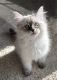 Siberian Cats for sale in Sarasota, FL 34231, USA. price: $1,650