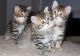 Siberian Cats for sale in Atlanta, GA, USA. price: $800