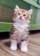 Siberian Cats for sale in Orange Park, FL 32073, USA. price: $800