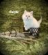 Siberian Cats for sale in Orange Park, FL 32073, USA. price: $700
