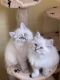 Siberian Cats for sale in Orange Park, FL 32073, USA. price: $700