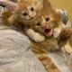 Siberian Cats for sale in Florida St, San Francisco, CA, USA. price: $270