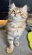 Siberian Cats for sale in White Plains, NY, USA. price: NA