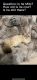 Siberian Cats for sale in Marion, NC 28752, USA. price: NA