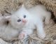 Siberian Cats for sale in Fort Lauderdale, FL, USA. price: NA