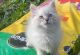 Siberian Cats for sale in Orlando, FL, USA. price: $850