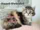 Siberian Cats for sale in Dayton, OH, USA. price: NA
