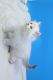 Siberian Cats for sale in Springfield, MA, USA. price: $1,500