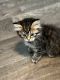 Siberian Cats for sale in South Point, OH, USA. price: $1,500