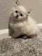 Siberian Cats for sale in Denver, CO 80022, USA. price: $1,800