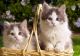 Siberian Cats for sale in Buffalo, NY, USA. price: $1,000