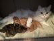 Siberian Cats for sale in Peachtree City, GA, USA. price: $2,500