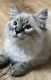 Siberian Cats for sale in St Clair, MO 63077, USA. price: $2,000