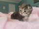 Siberian Cats for sale in Peachtree City, GA, USA. price: $1,800