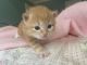 Siberian Cats for sale in Peachtree City, GA, USA. price: NA