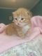 Siberian Cats for sale in Peachtree City, GA, USA. price: NA