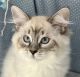 Siberian Cats for sale in St Clair, MO 63077, USA. price: $2,000