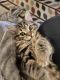 Siberian Cats for sale in Northern, KY 41640, USA. price: $1,000
