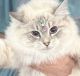 Siberian Cats for sale in Woodbridge, VA 22191, USA. price: $2,500