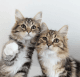 Siberian Cats for sale in McAllen, TX, USA. price: $1,400