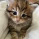 Siberian Cats for sale in Cheyenne, Wyoming. price: $550