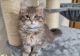 Siberian Cats for sale in New York City, New York. price: $500