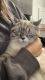 Siberian Cats for sale in Puyallup, Washington. price: $450